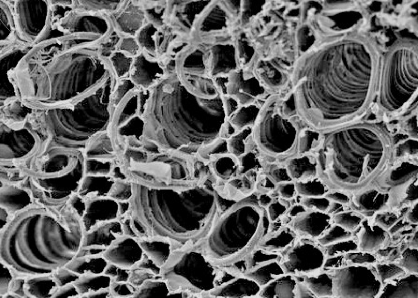 Microscopic view of Agrochar structure 1