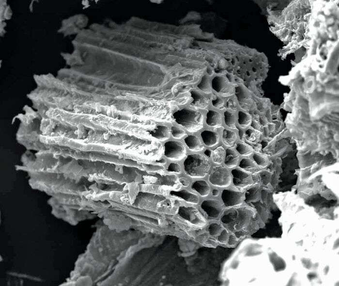 Microscopic view of Agrochar structure 2